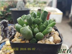 Adromischus crista Ϊаʹľ״ɫҶ