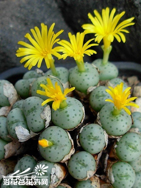 Conophytum flavum ssp. novicium UB 186.2