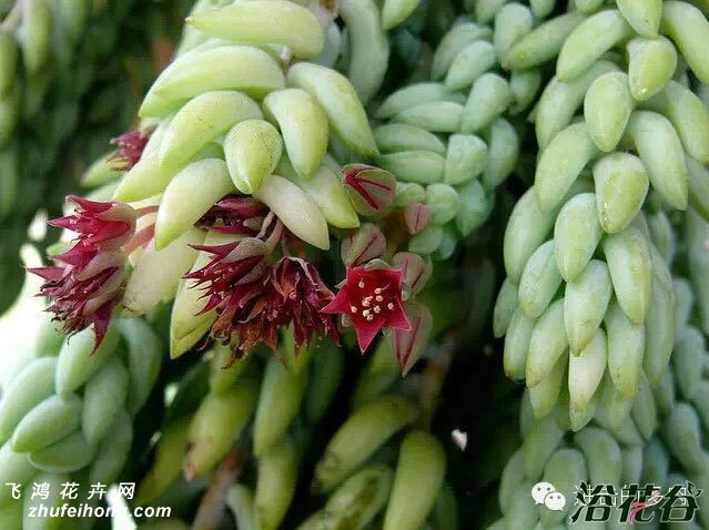 Sedum morganianum