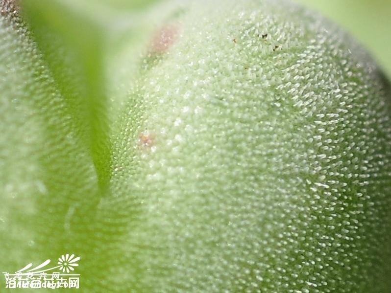 ڵConophytum luiseae