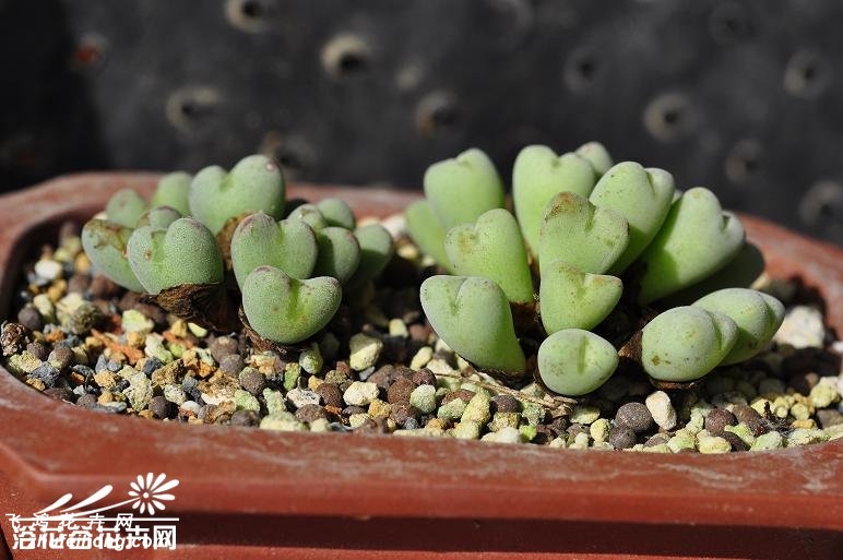 ڵConophytum luiseae