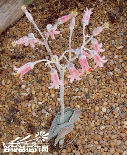 Cotyledon undulata