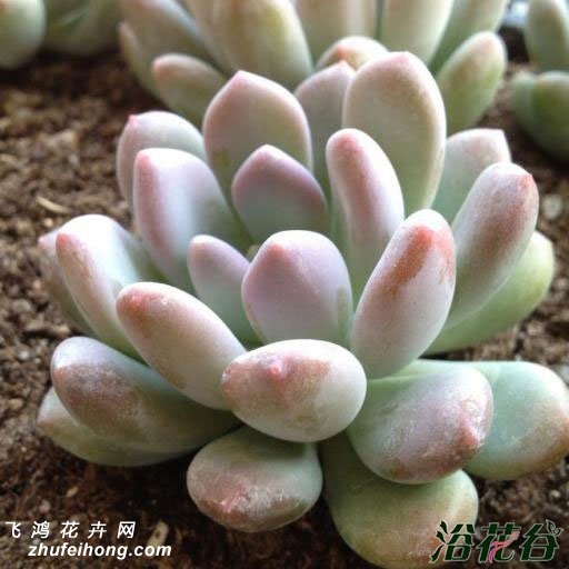 Pachyphytum oviferum var