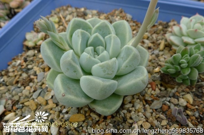 ҶӰ Echeveria elegans \ width=