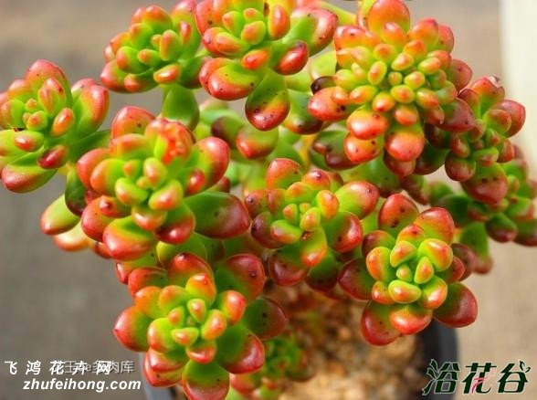 ҶSedum lucidum Obesum