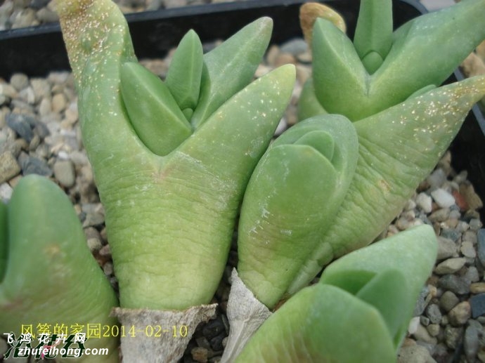 Gibbaeum shandii Kareevlakte