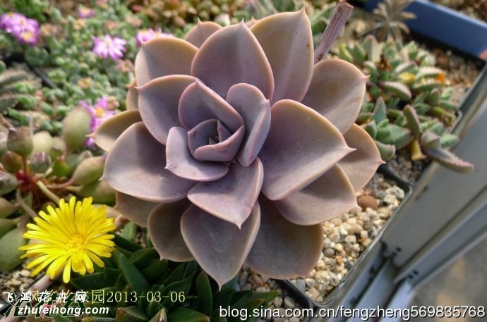 (Echeveria Perle von Nurnberg)