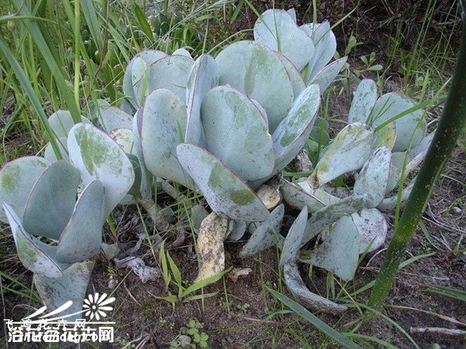 ֻCotyledon orbiculata