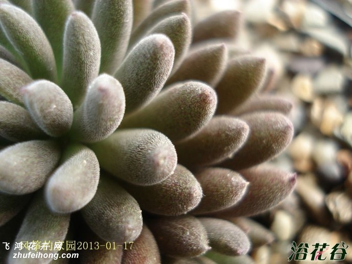 ʯSinocrassula yunnanensis