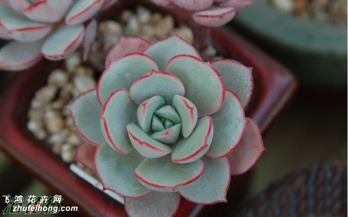 貨Echeveria sbucorymbosa lau 026ֲ