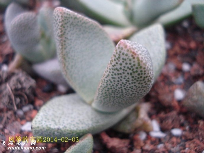 Pleiospilos simulans