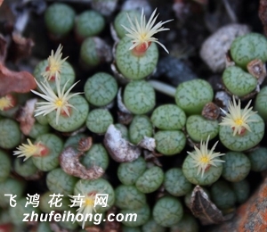 塡Conophytum viridicatum