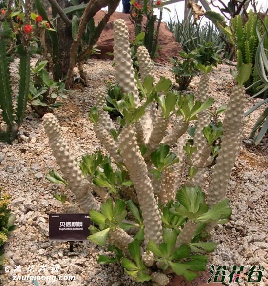 Euphorbia poissonii