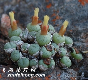 塡Conophytum viridicatum