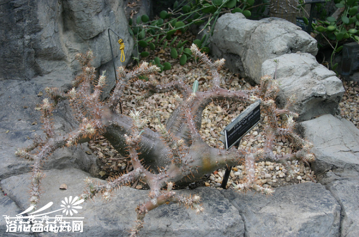 Pachypodium rosulatum var. gracilius