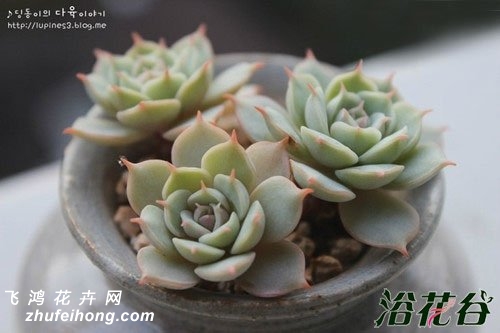 Ů(Echeveria fun queen)