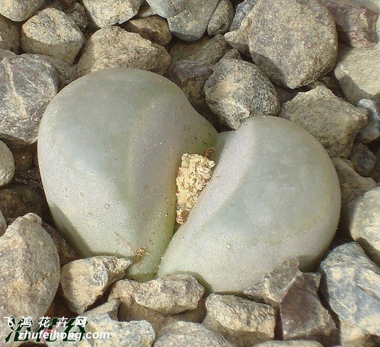  C081 Lithops optica