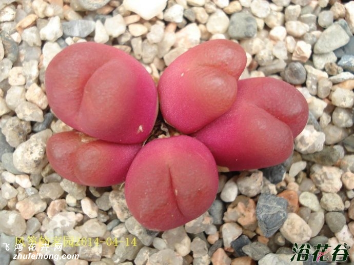 ɫëConophytum maughaniiRed