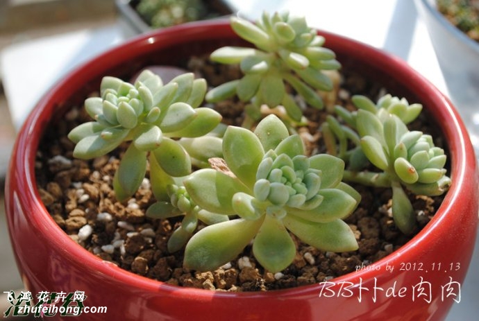 ֬Sedum clavatum