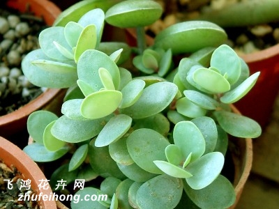 СԲ(Kalanchoe rotundifolia)ֲ