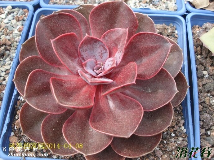 챦ʯEcheveria Magic Red