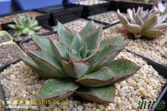 Echeveria Monocerotis