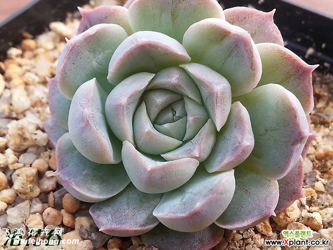 ·Echeveria sp Gilo