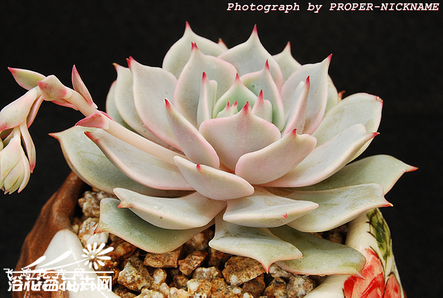 ¶Echeveria lola