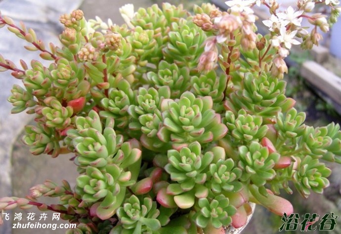 ˹Sedum Joyce Tulloch