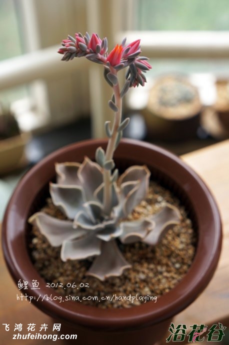 Echeveria White Prince