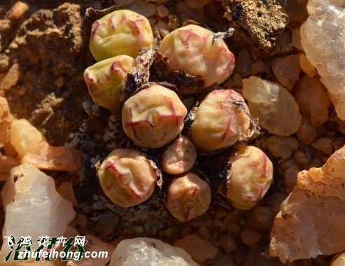 Conophytum violaciflorum