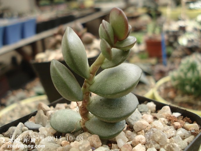 ԲҶAdromischus subdistichus