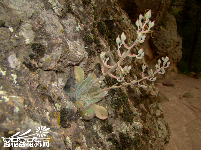 Graptopetalum bartramii