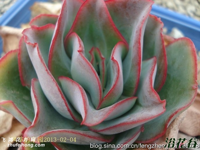 ҶEcheveria subrigida