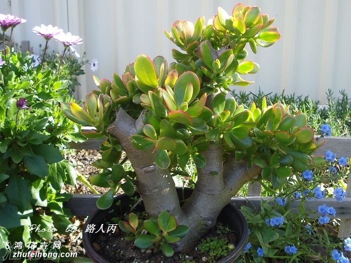 ƽ£Jade plant