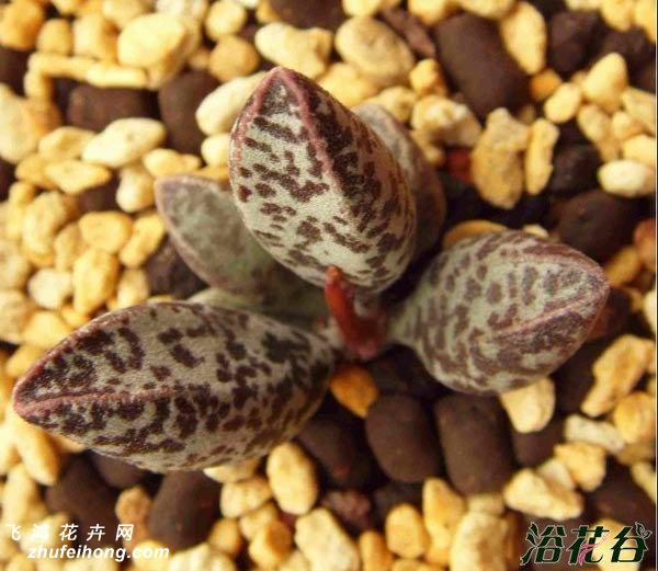 ˮAdromischus marianae v