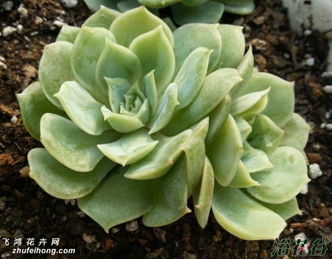 ˹Echeveria cv Onslow