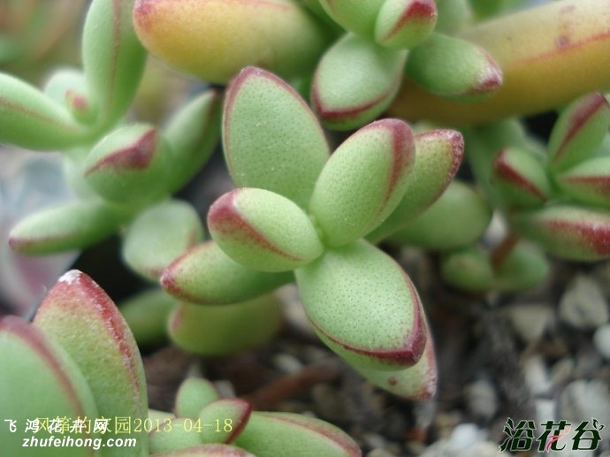 С칷crassula nudicaulis var herrei