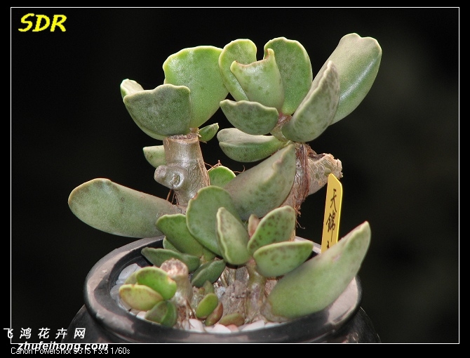 Adromischus cooperi `Tenkinshou`