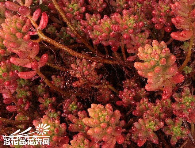 ֮Sedum rubrotinctum