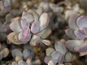 Ｇ Pachyphytum glutini