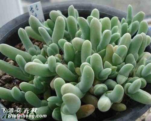 Gibbaeum geminum