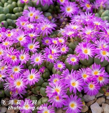 Conophytum violaciflorum