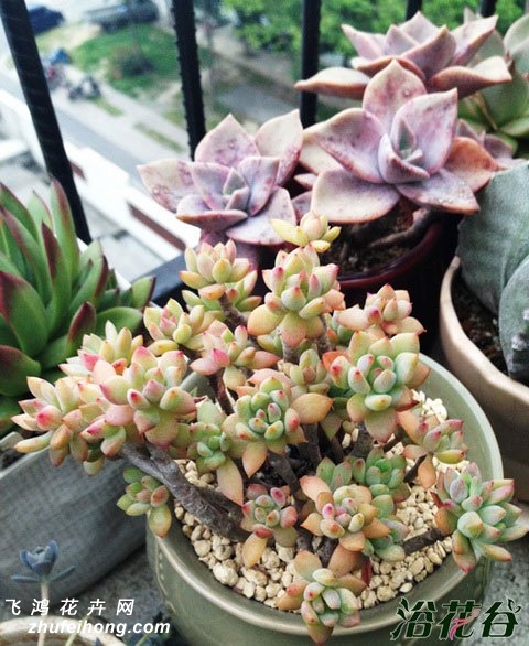 СŮGraptosedum Little Beauty