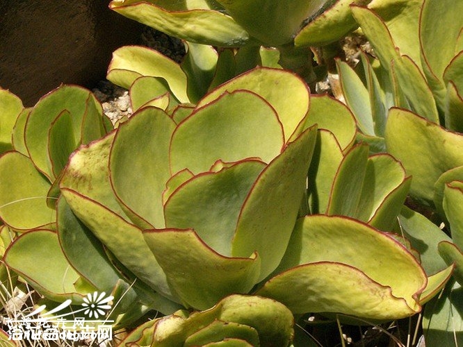 ֻCotyledon orbiculata