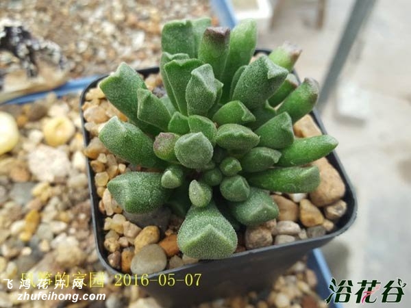 Adromischus cristatus V.shonlandii