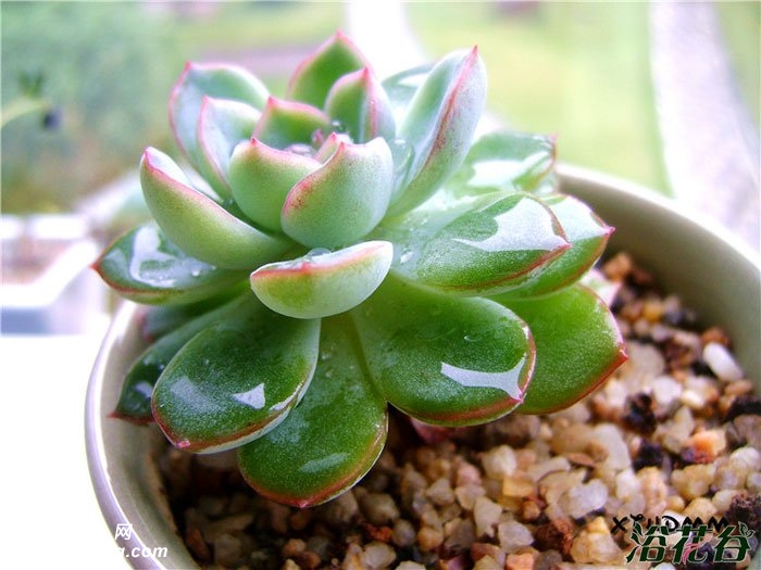 Ӱ Echeveria albicans