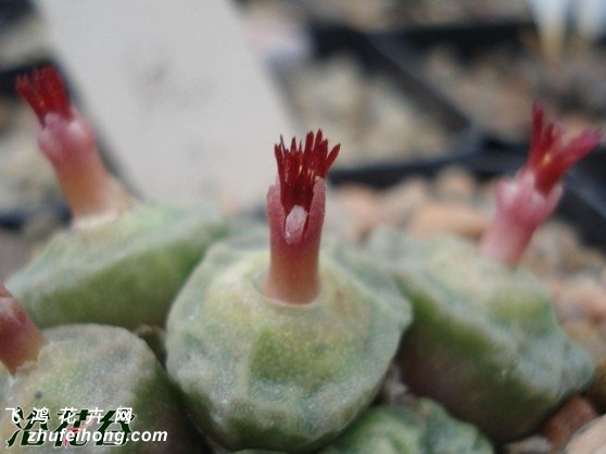 conophytum angelicae