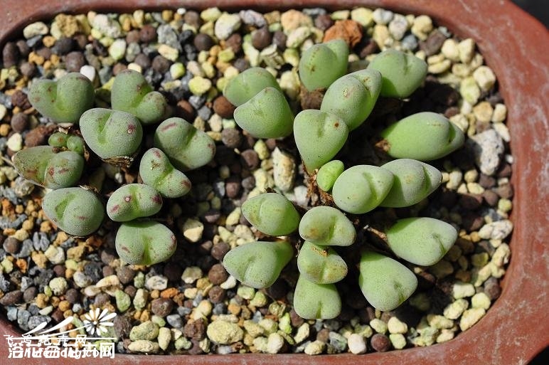 ڵConophytum luiseae