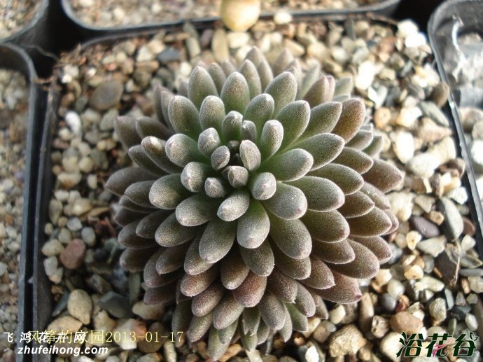 ʯSinocrassula yunnanensis